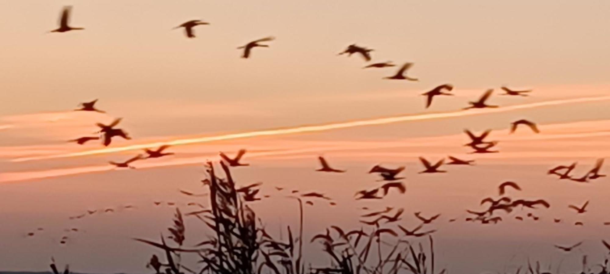 Fewo Seeadler - Heuser 普雷罗 外观 照片